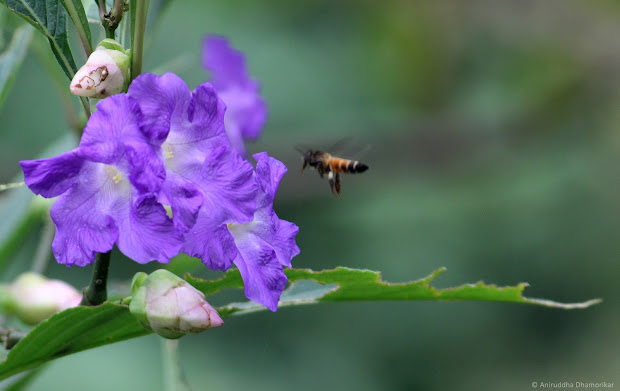 Karvy Flower: Radhanagri's Rare Bloom