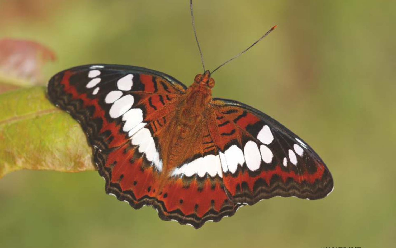 Wings of Wonder: Exploring the Butterflies of Radhanagari