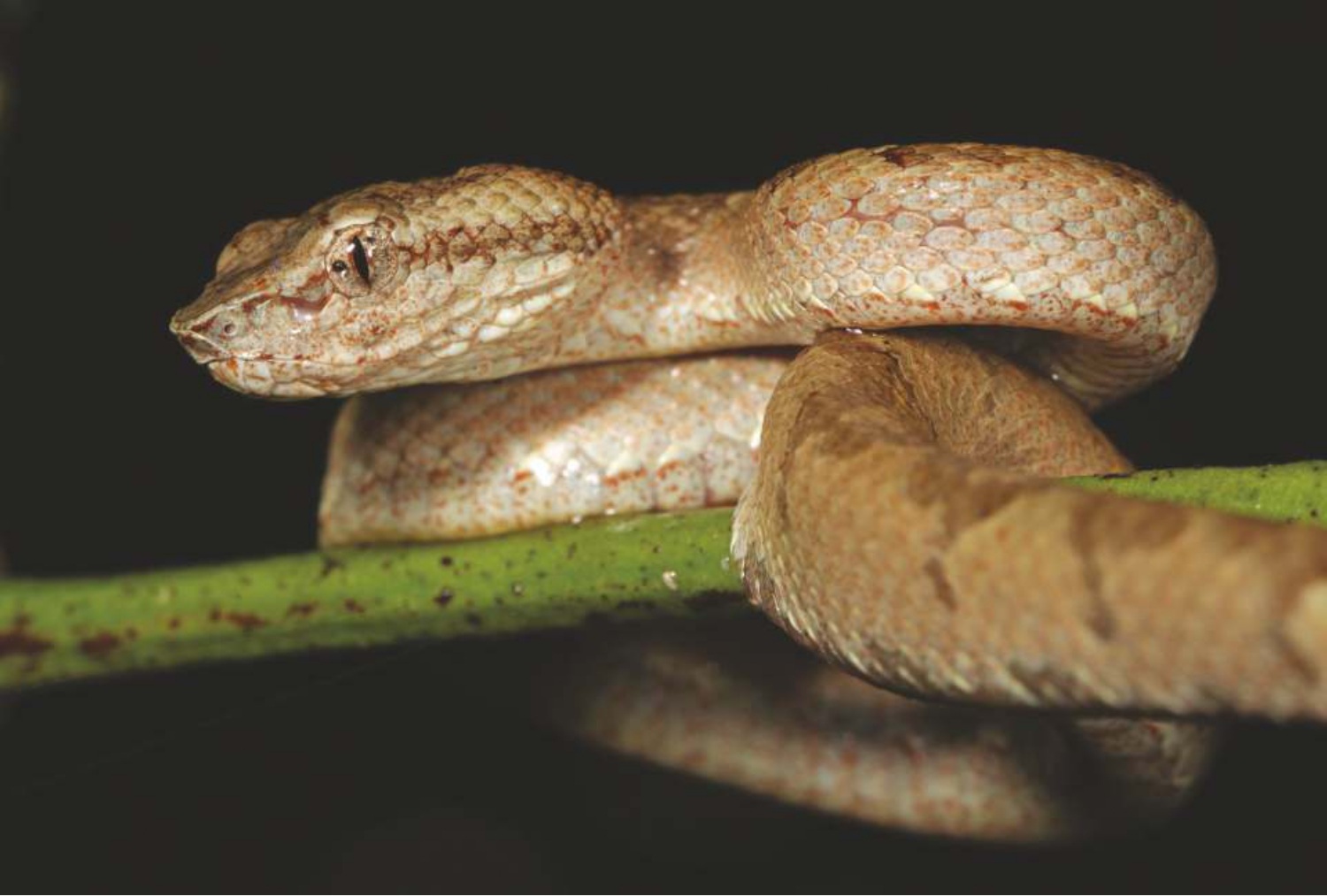 The Hidden Serpents of Radhanagri