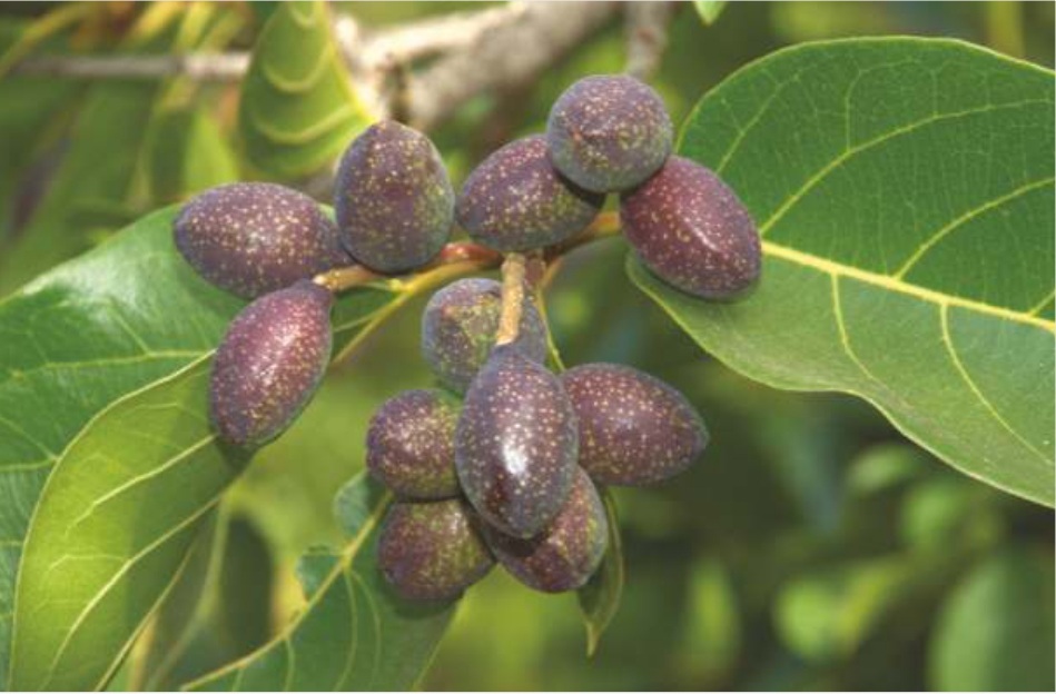 Terminalia Chebula – The Healing Tree of Radhanagri