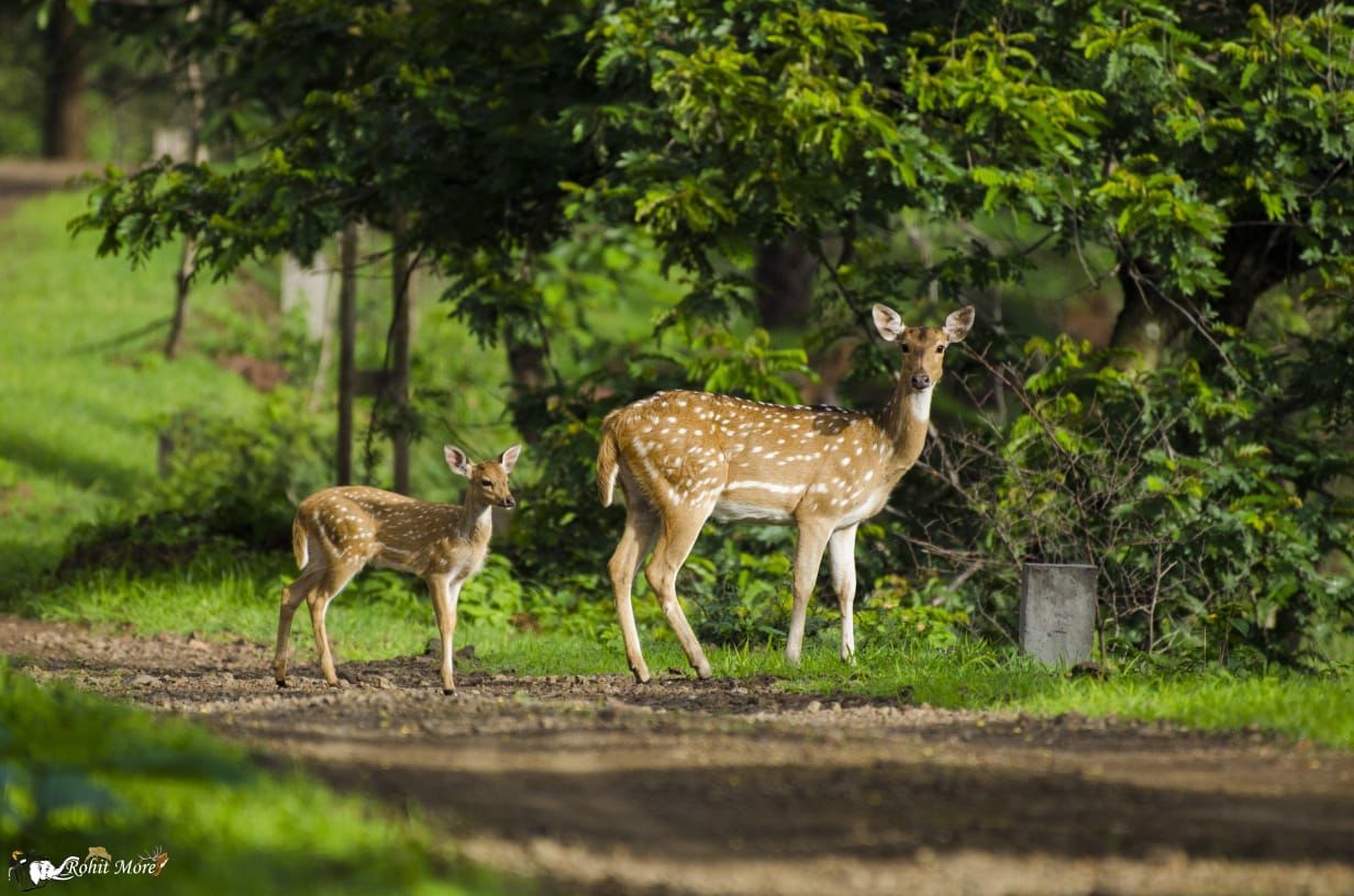 Sagreshwar Forest Image