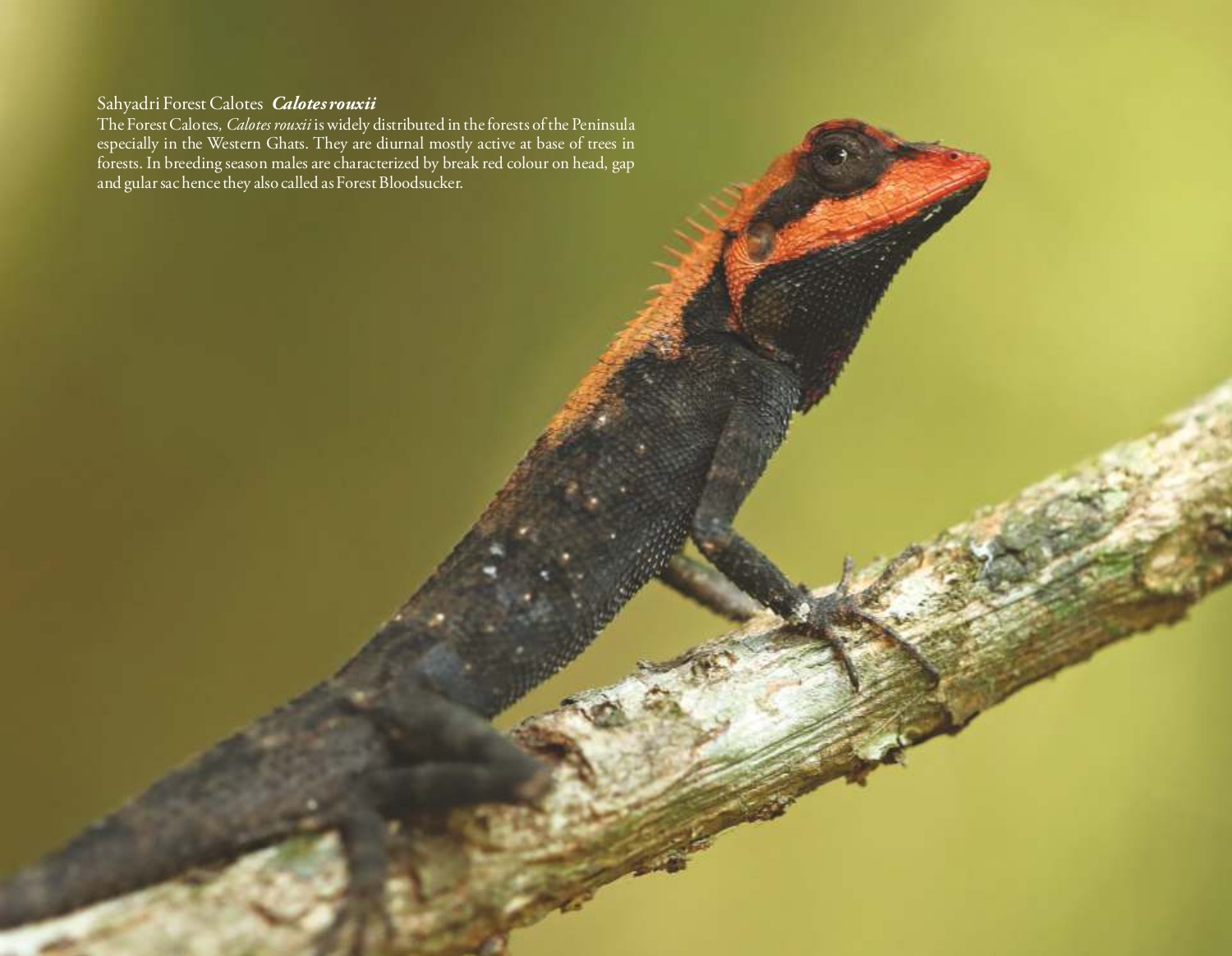 Shyaadri Forest Calotes (Calotes rouxii)