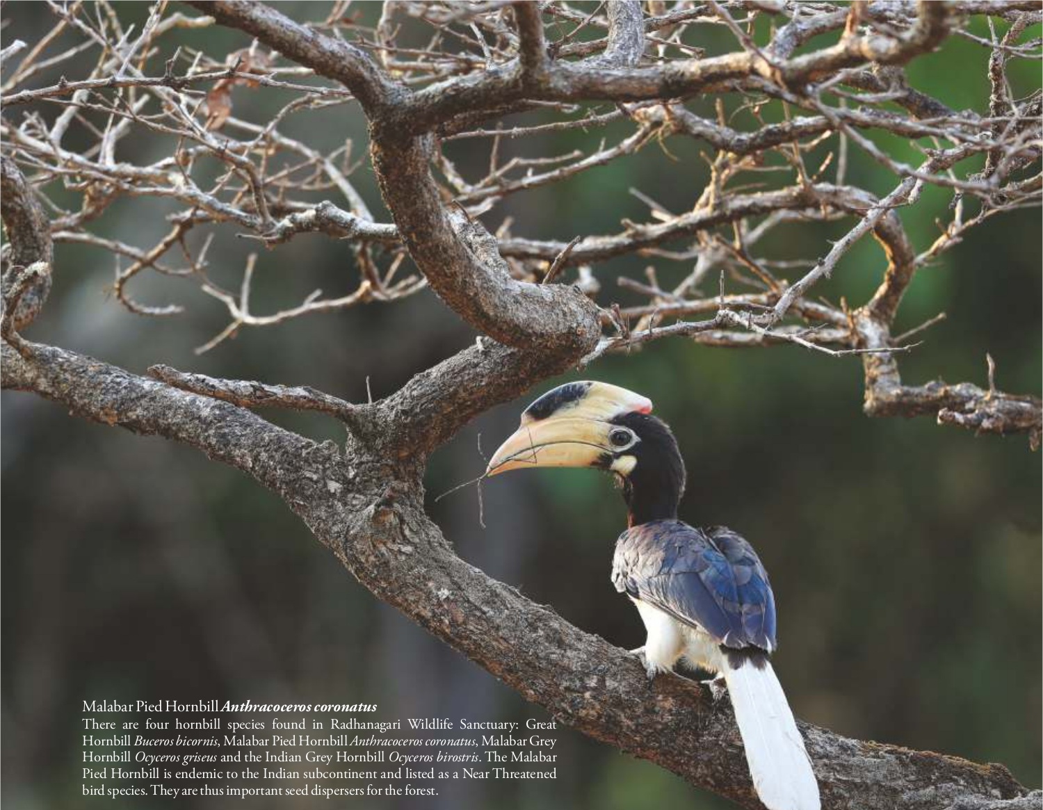Malabar Pied Hornbill (Anthracoceros coronatus)