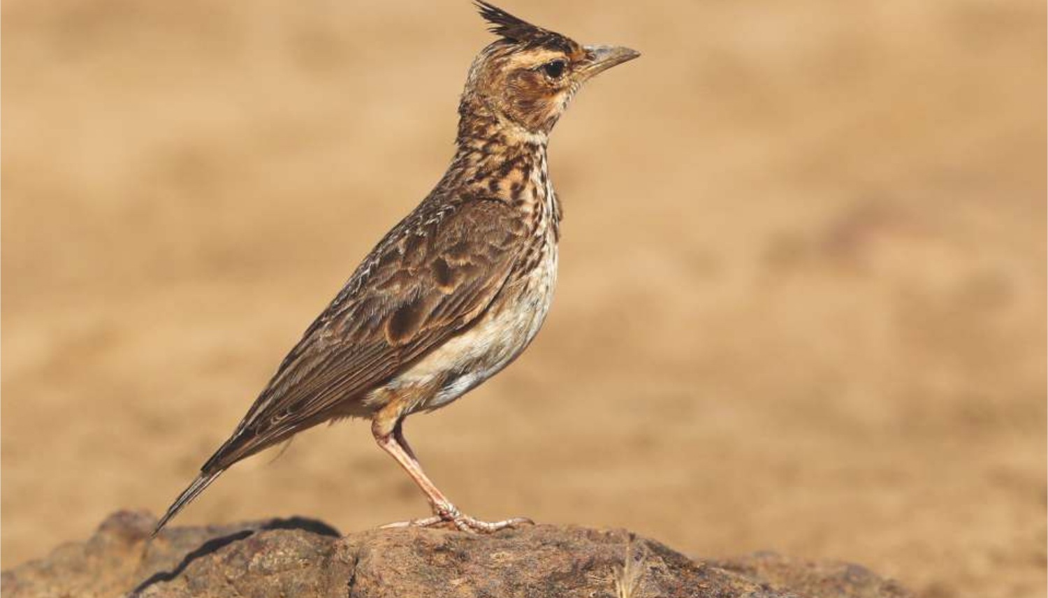 Malabar Lark (Galerida malabarica)