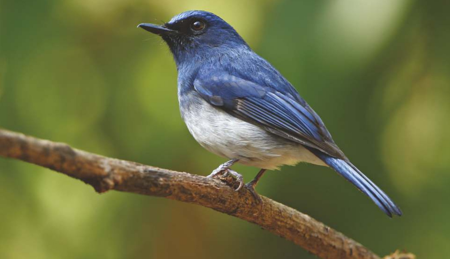 White-bellied Blue Flycatcher (Cyornis pallipes)