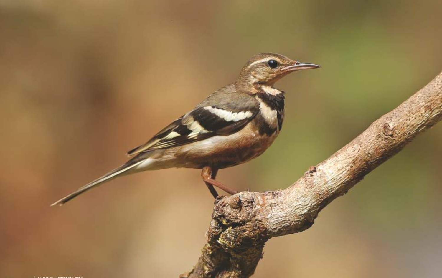 Forest Wagtail (Dendronanthus indicus)