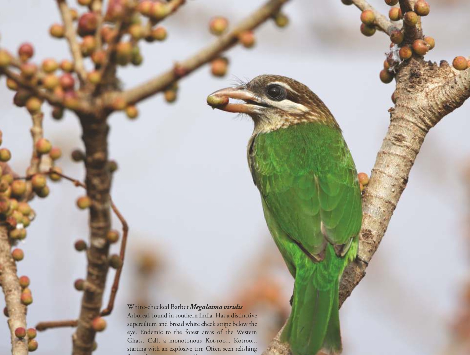 White-cheeked Barbet (Megalaima viridis)