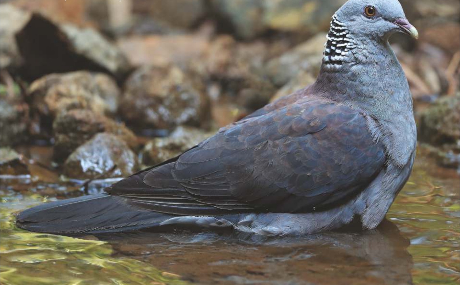 Nilgiri Wood Pigeon (Columba elphinstonii)