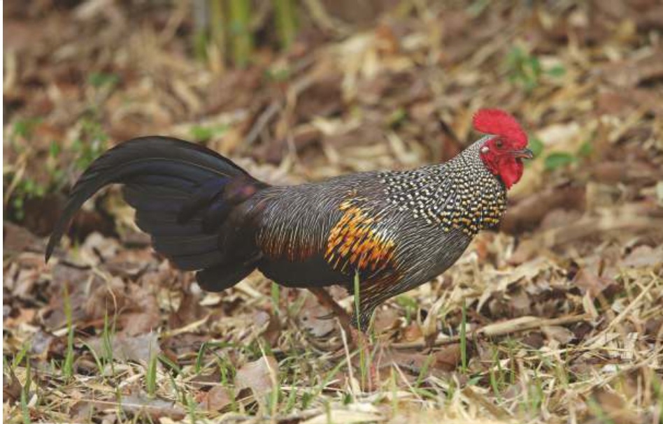 Grey Junglefowl (Gallus sonneratii)