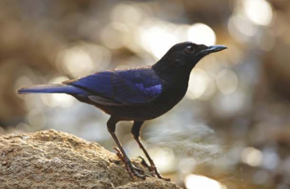 Malabar Whistling-Thrush (Myiophonus horsfieldii)