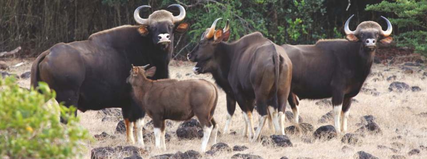 Indian Gaur (Bos gaurus)
