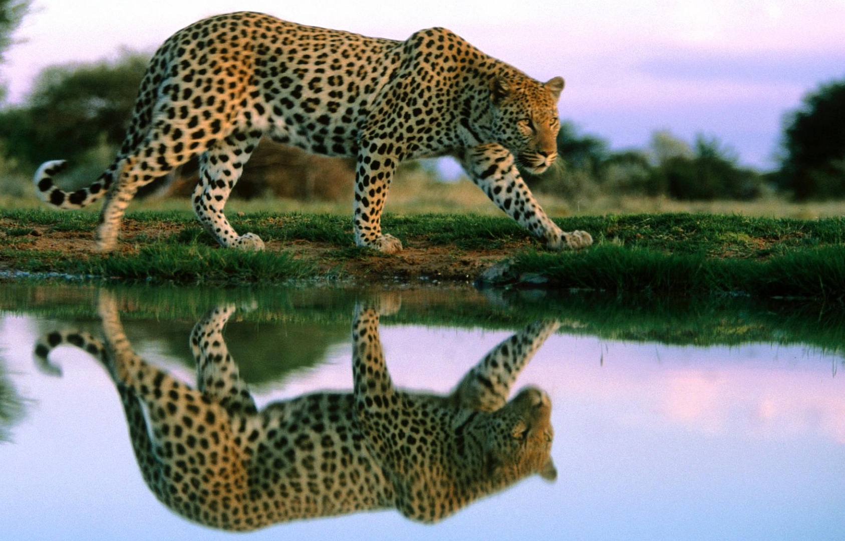 Leopard (Panthera pardus)