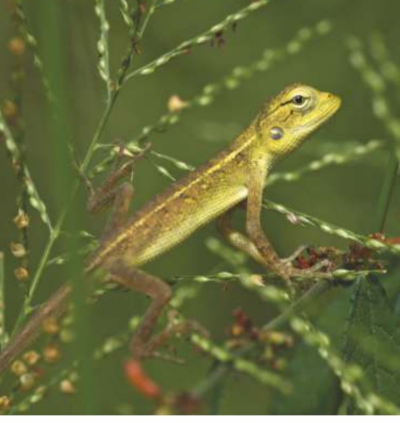 Indian Garden Lizard (Calotes versicolor)