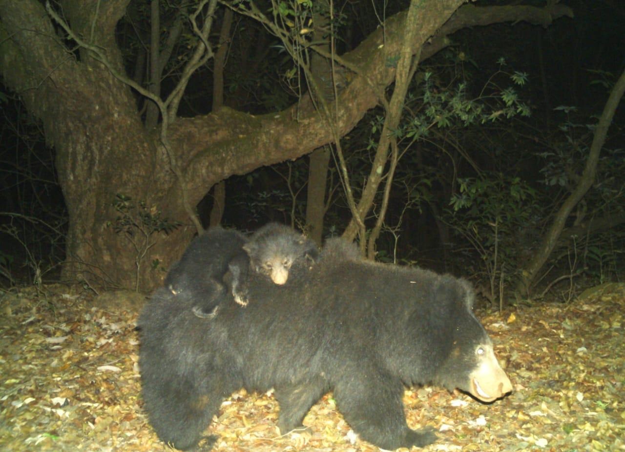 Sloth Bear (Melursus ursinus)