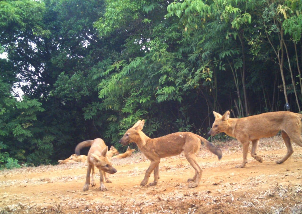 Indian Fox (Vulpes bengalensis)