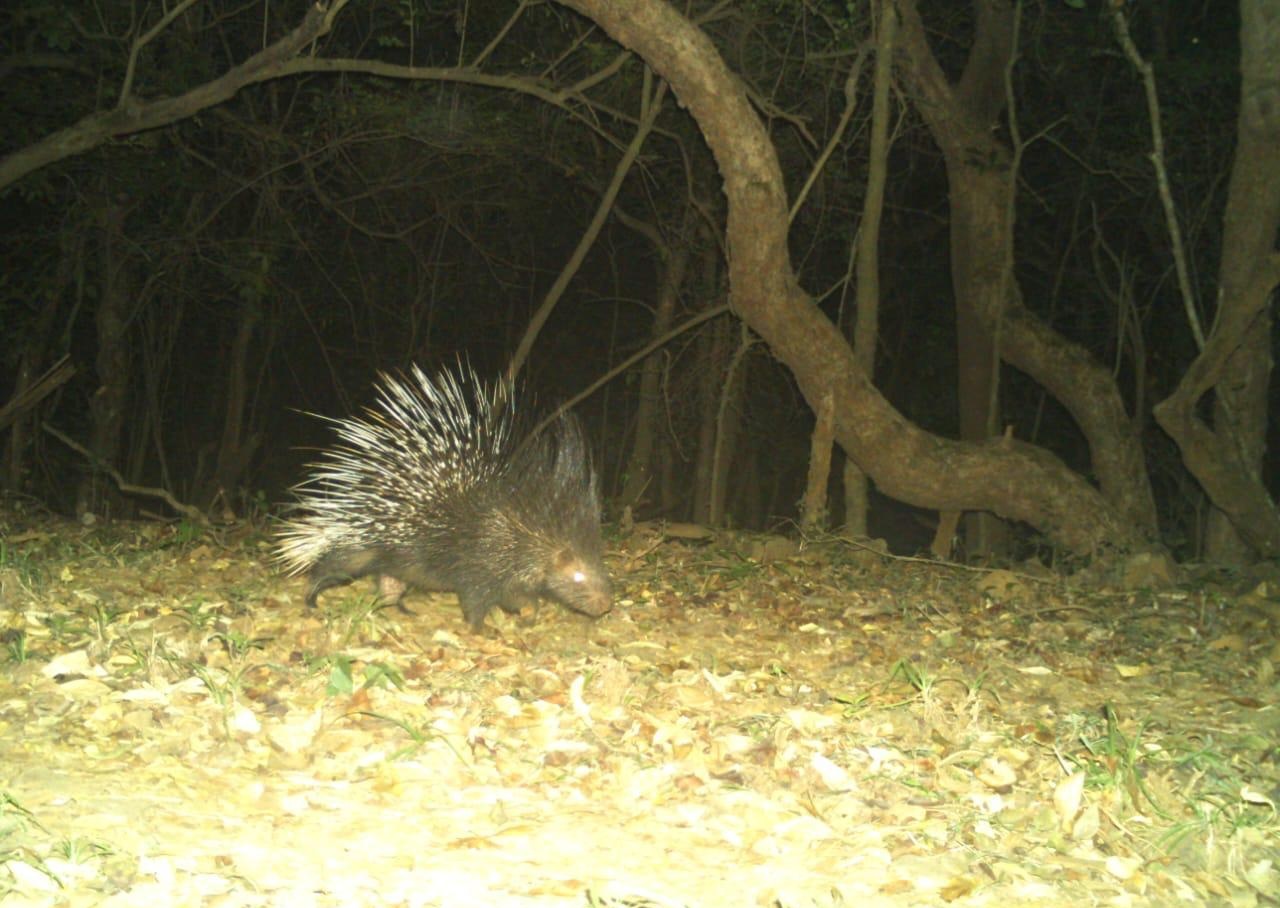 Crested Porcupine (Hystrix indica)