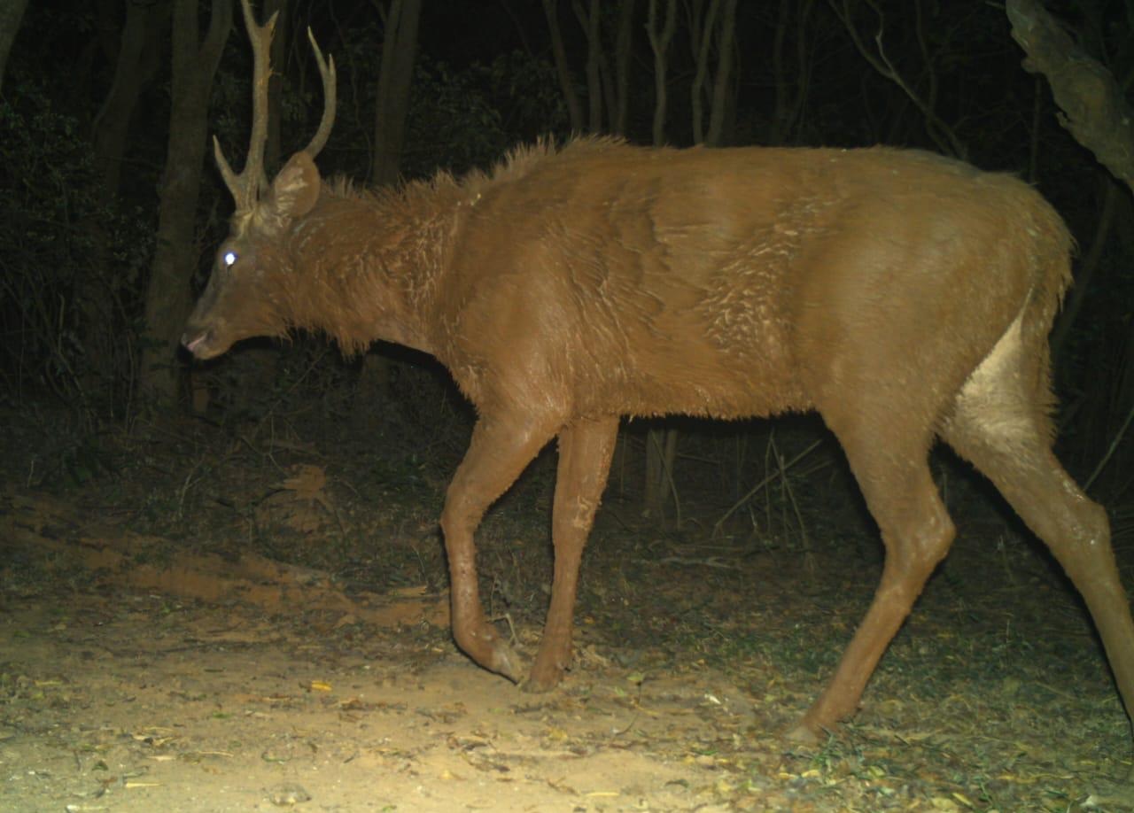 Sambar Deer (Rusa unicolor)