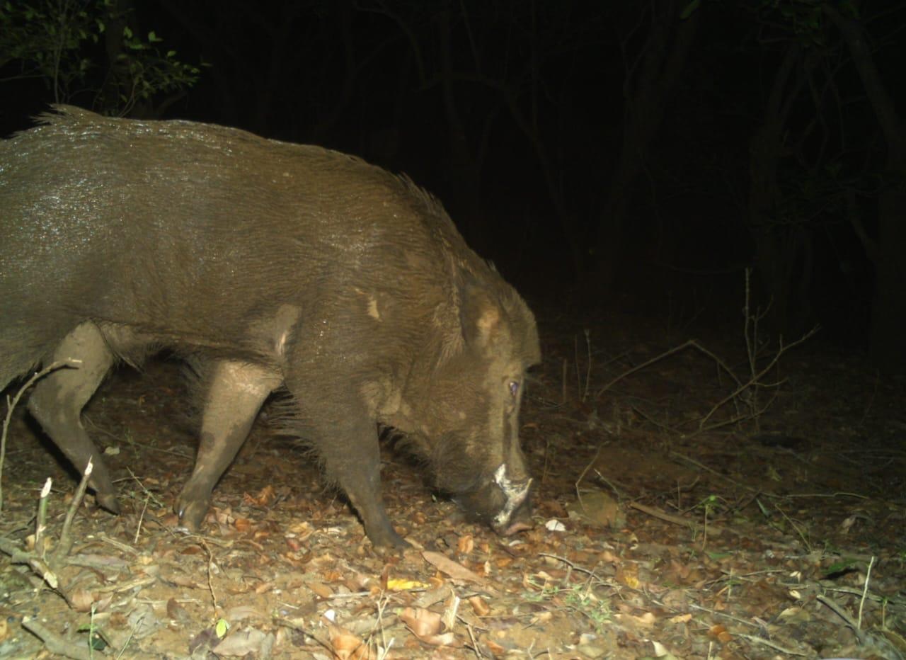 Indian Wild Pig (Sus scrofa cristatus)