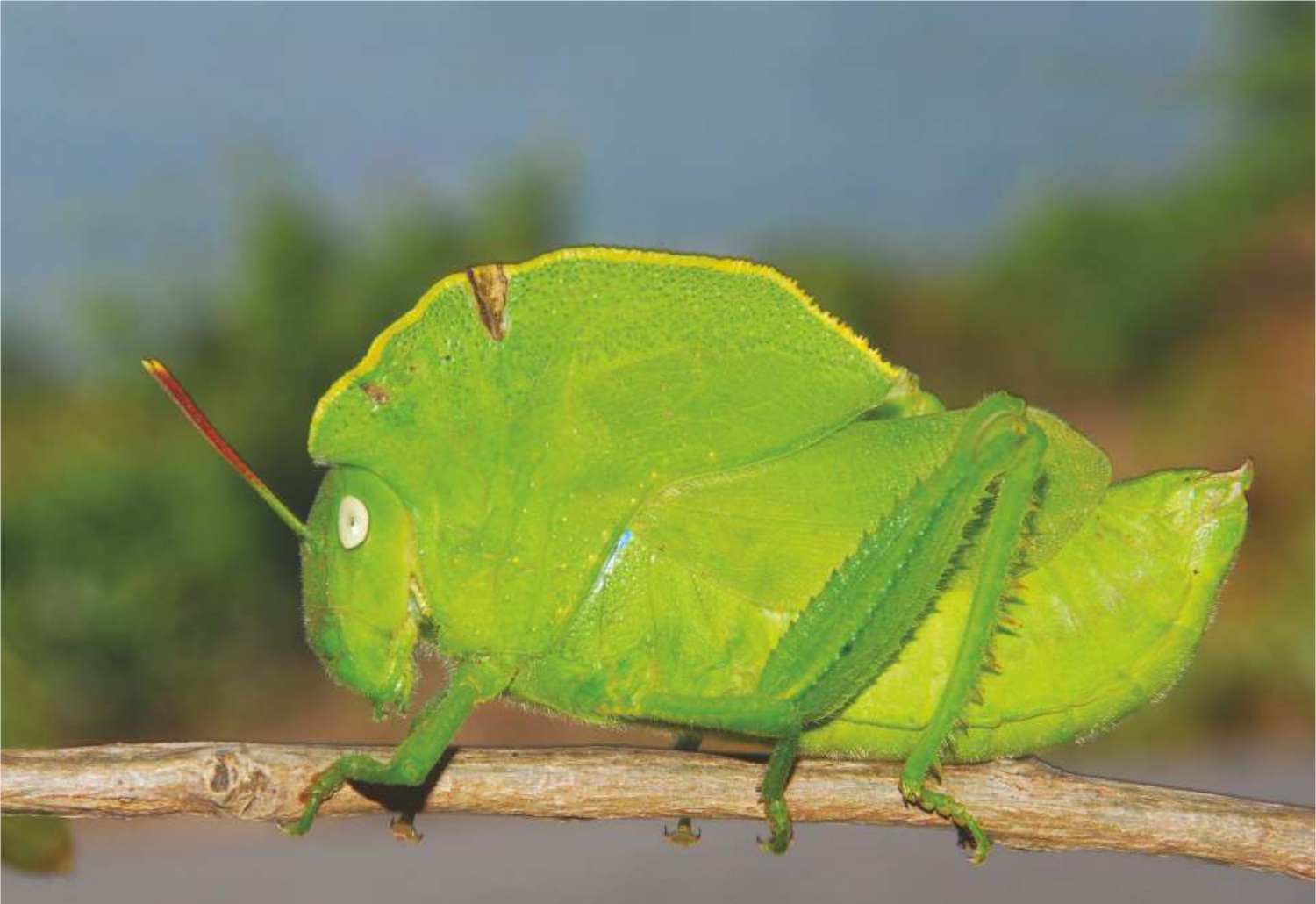 Hooded Grasshopper (Teratodes monticolli)