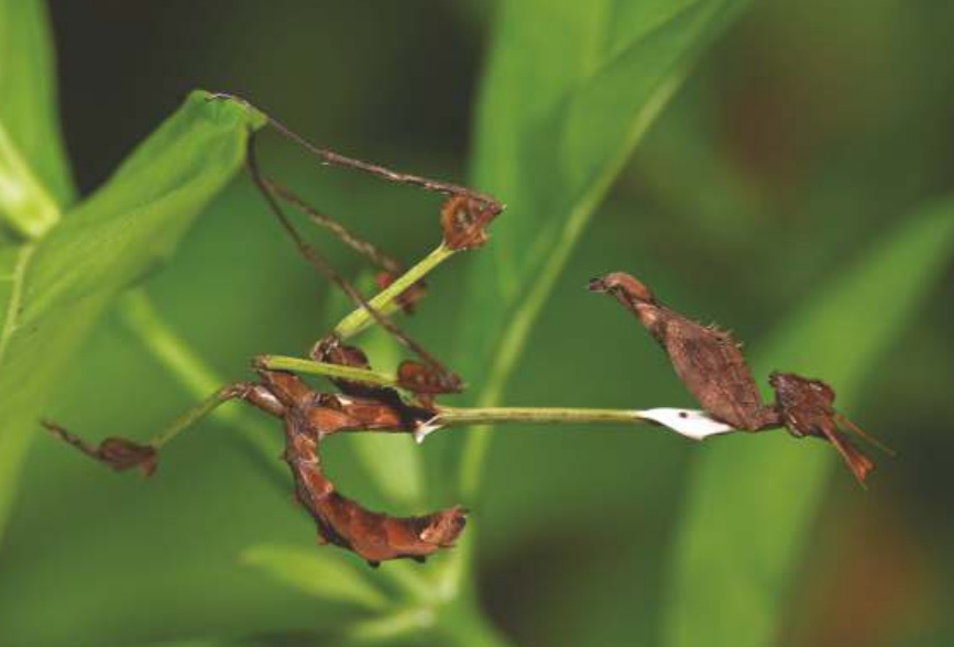 Orchid Mantis (Gongylus sp.)