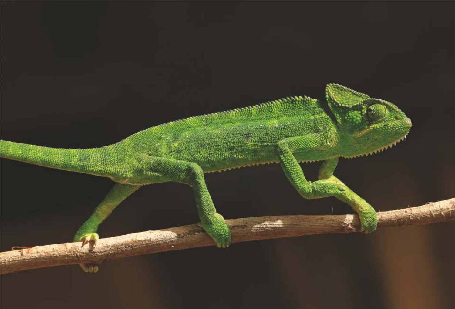 Indian Chameleon (Chamaeleo zeylanicus)