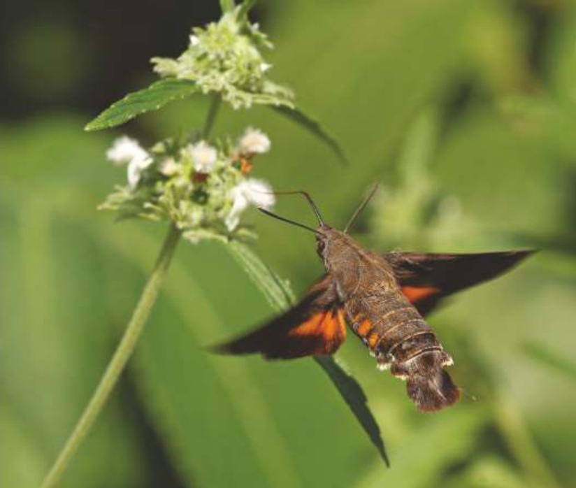 Hummingbird Hawk Moth
