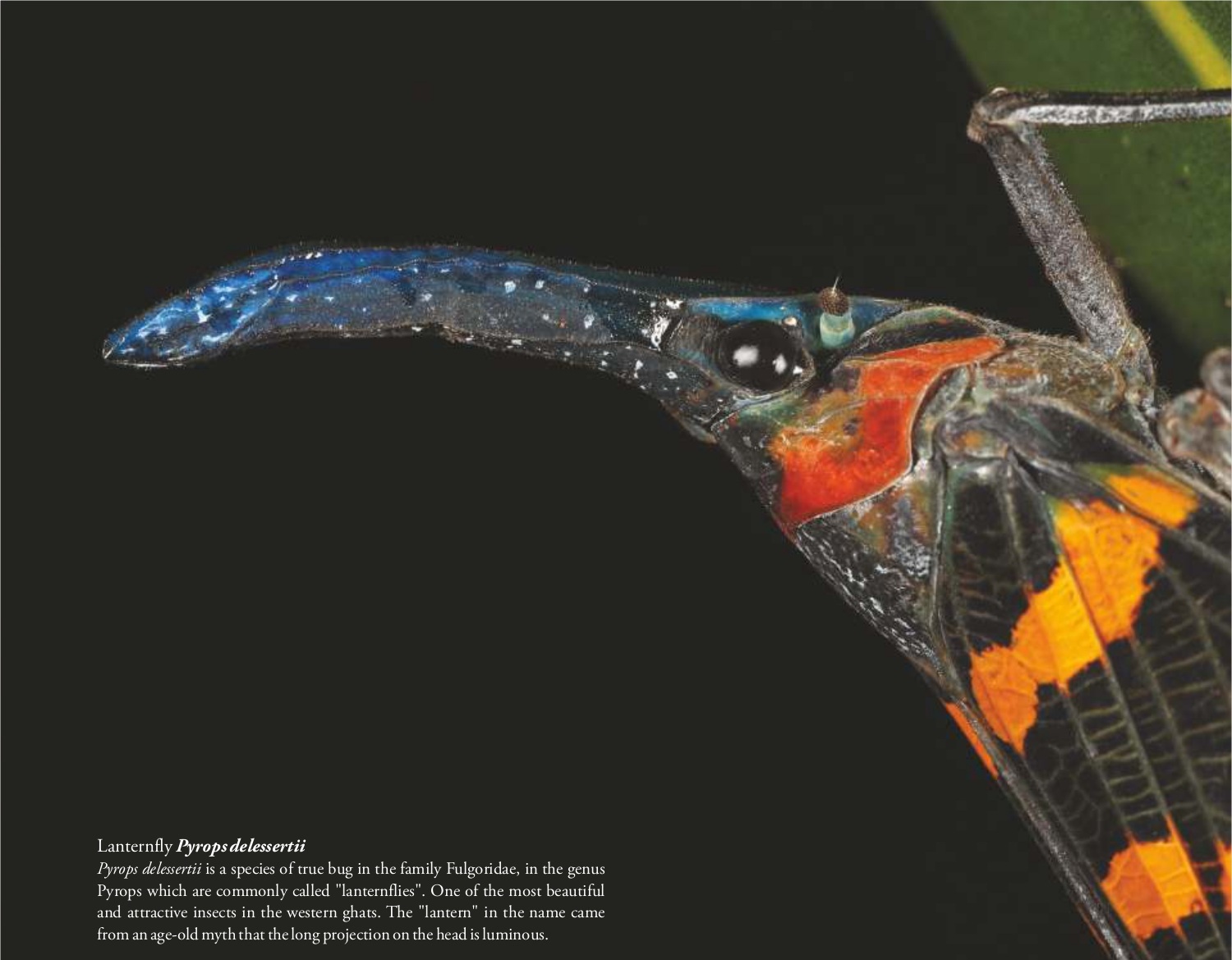 Lanternfly (Pyrops delessertii)