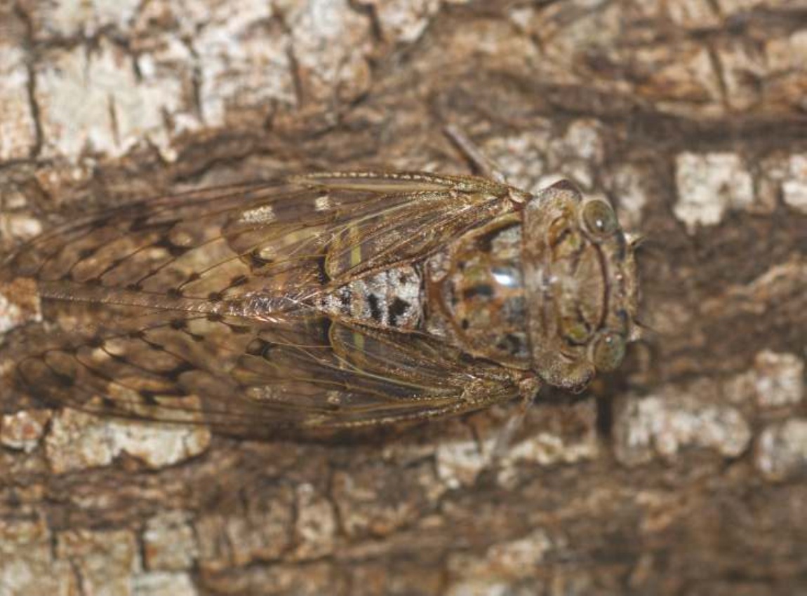 Cicada