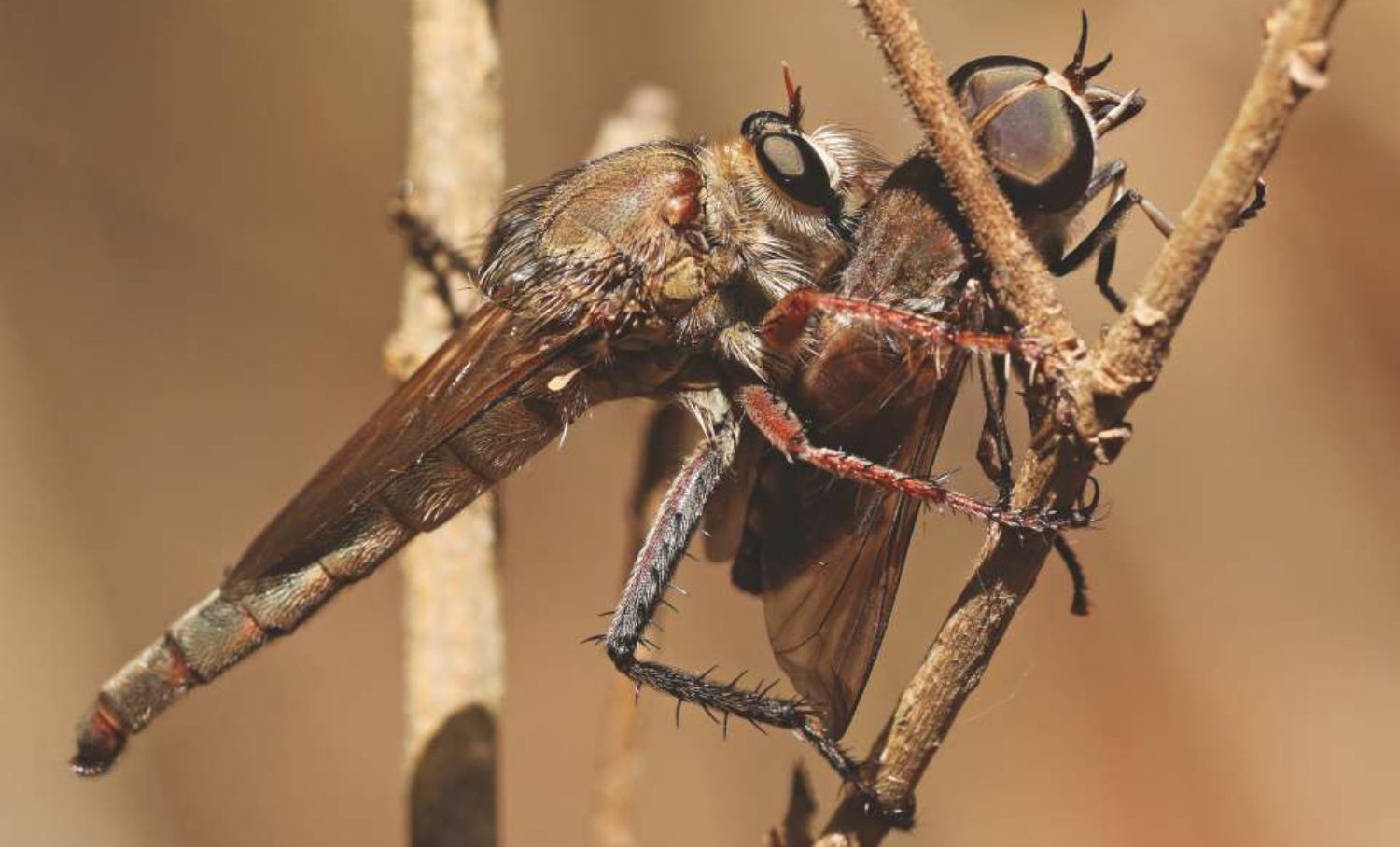 Robber Fly