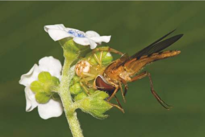 The Spider and the Bee