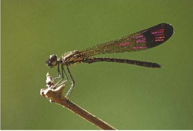 Stream Ruby (Heliocypha bisignata)