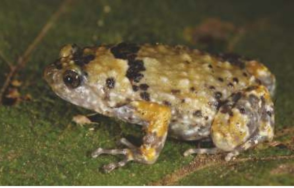 Marbled Ramanella (Ramanella mormorata)