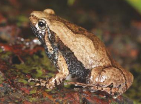 Ornate Narrow-mouthed Frog (Microhyla ornata)