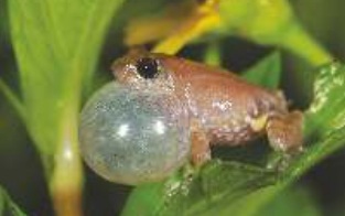 Bombay Bush Frog (Raorchestes bombayensis)