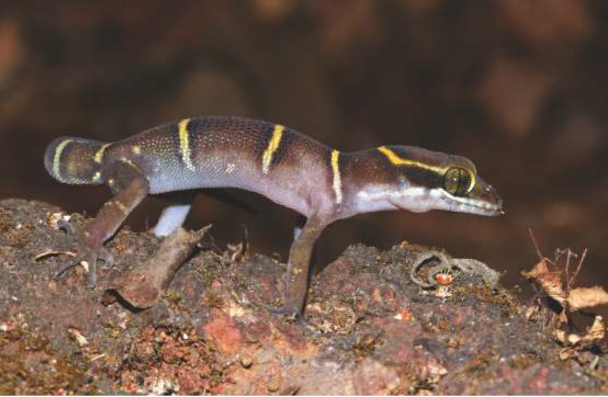 Deccan Ground Gecko (Geckoella deccanensis)