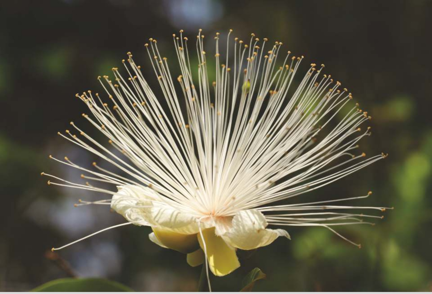 Capparis mooni