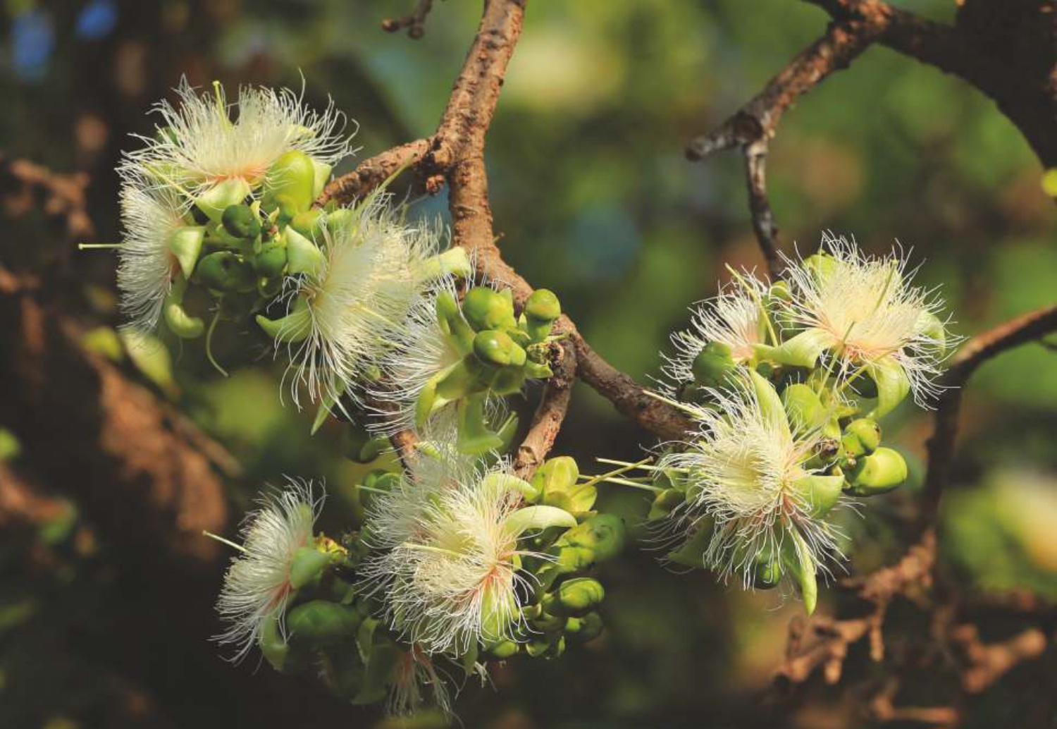 Wild Guava (Careya arborea)