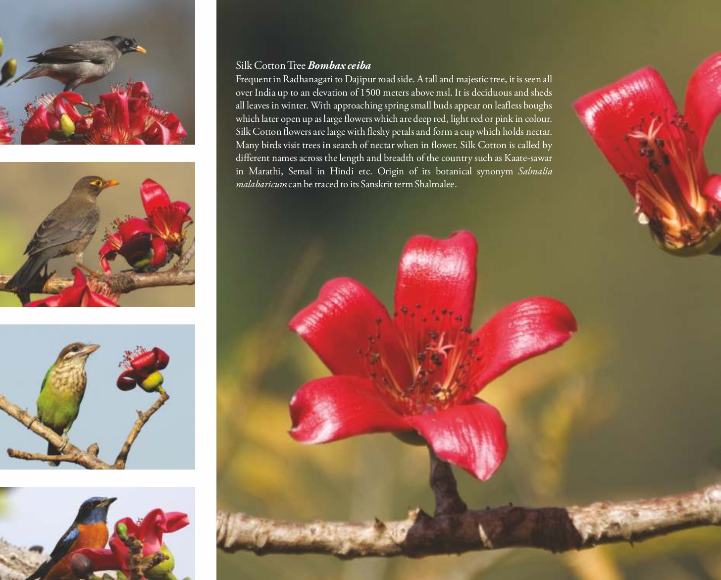 Silk Cotton Tree (Bombax ceiba)