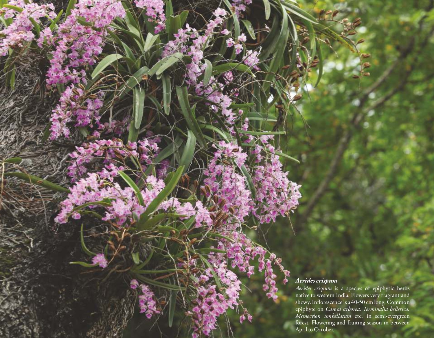Aerides crispum