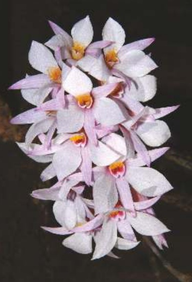 Dendrobium barbatulum