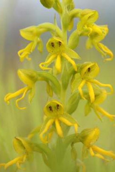 Habenaria marginata