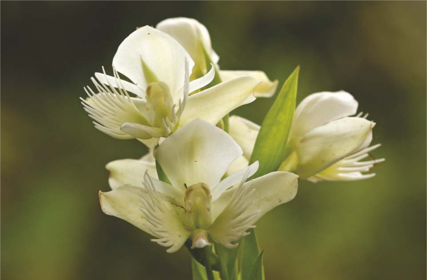 Lady Susan's Orchid / Butterfly Orchid (Pecteilis gigantea)