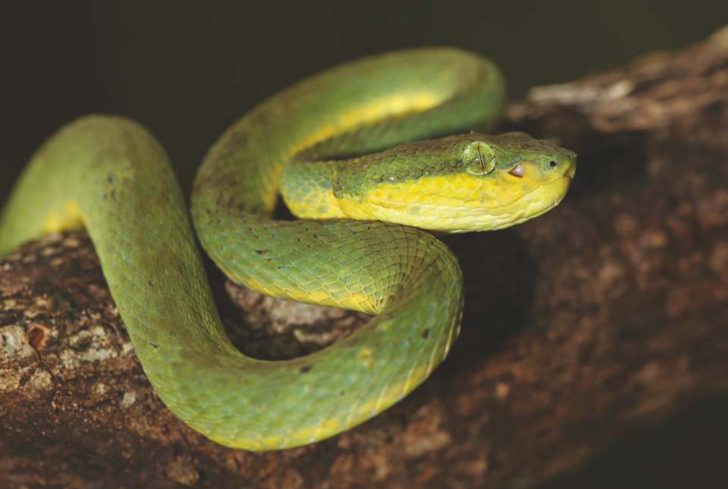 Bamboo Pit Viper (Trimeresurus species)
