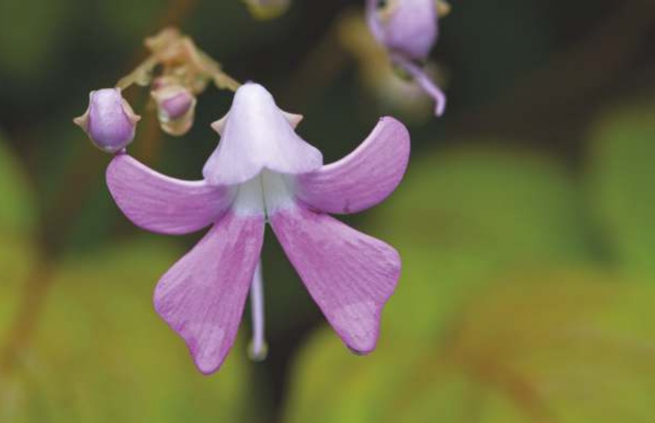 Stemless Balsam (Impatiens acaulis)