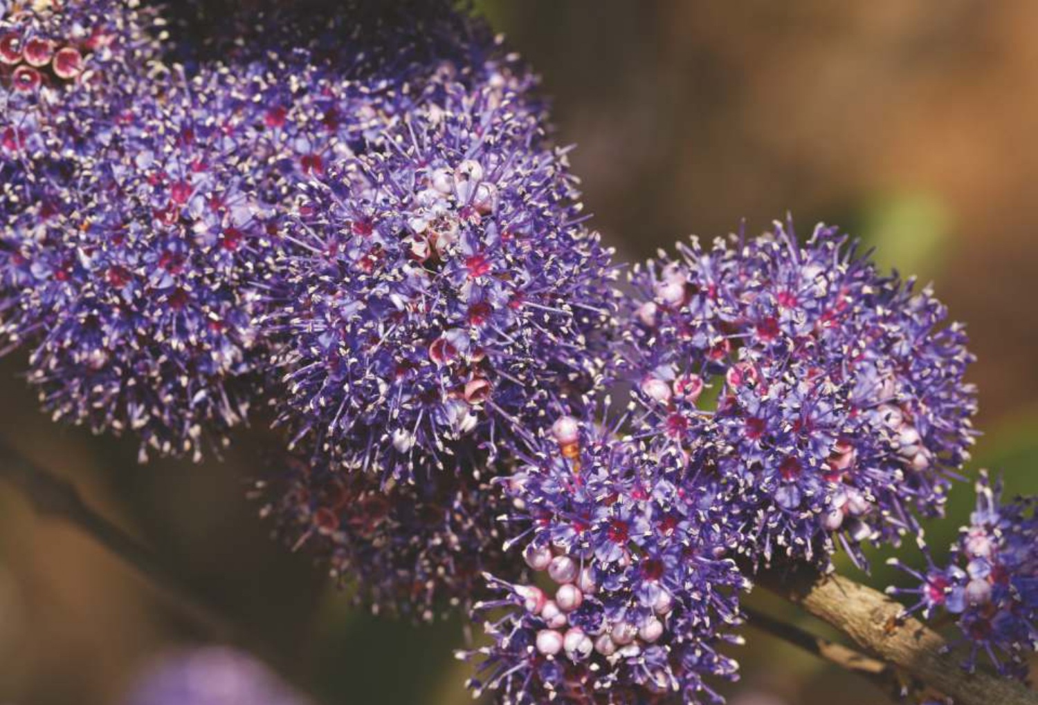 Memecylon umbellatum
