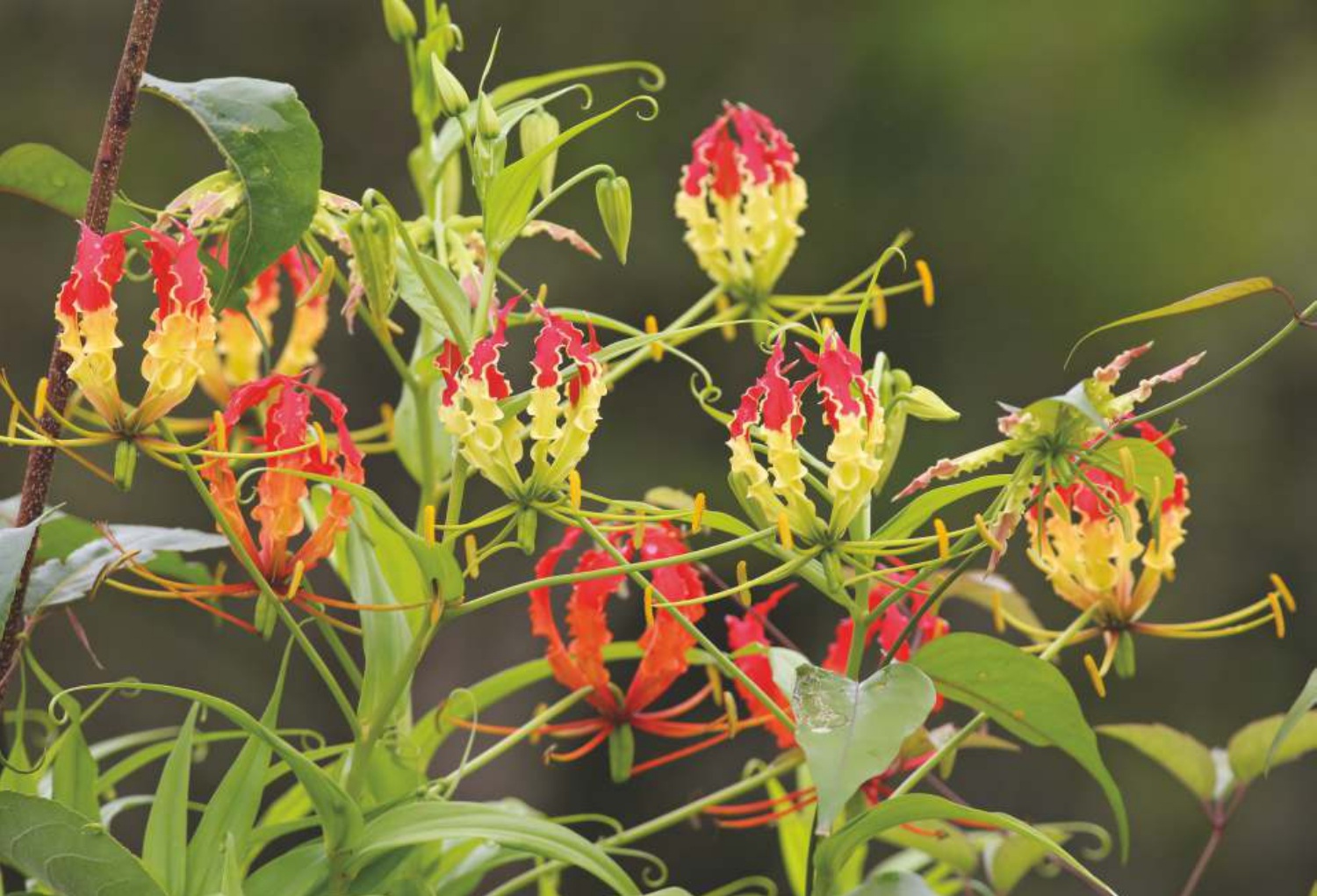 Glory Lily (Gloriosa superba)