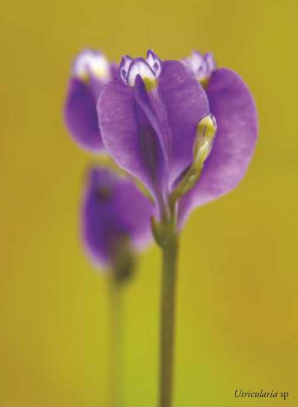 Utricularia sp.