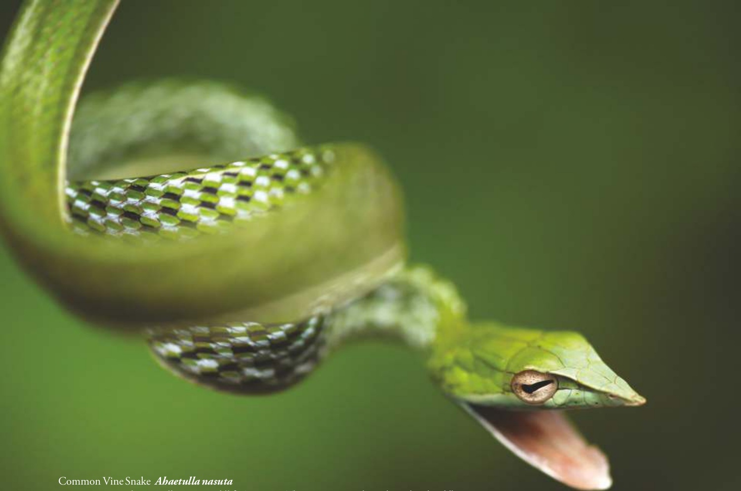 Common Vine Snake (Ahaetulla nasuta)